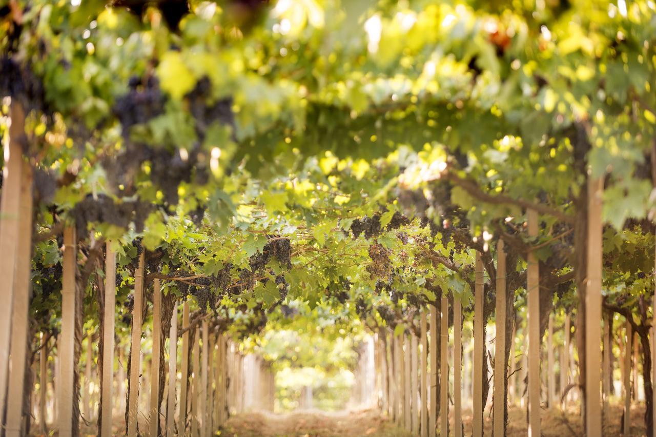 Baldovino B&B Villamagna  ภายนอก รูปภาพ